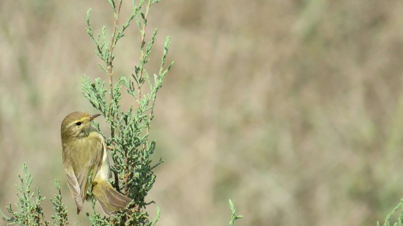 Pouillot fitis dans un arbre
